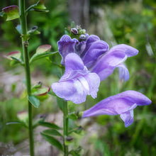 Load image into Gallery viewer, NEW! Tincture: Skullcap (Scutellaria lateriflora) - 50ml