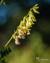 Load image into Gallery viewer, Astragalus (Astragalus membraneceus Leguminosae)