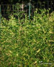 Load image into Gallery viewer, Astragalus (Astragalus membraneceus Leguminosae)