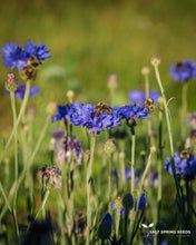 Load image into Gallery viewer, Bachelor's Button - Blue (Centaurea cyanus)
