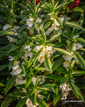 Load image into Gallery viewer, Chinese Balsam