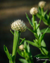 Load image into Gallery viewer, White Basket Flower (Centaurea americana)