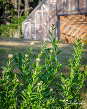 Load image into Gallery viewer, White Basket Flower (Centaurea americana)