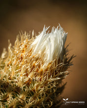 Load image into Gallery viewer, White Basket Flower (Centaurea americana)