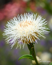 Load image into Gallery viewer, White Basket Flower (Centaurea americana)