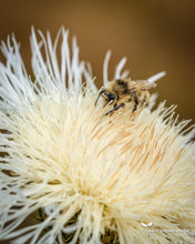 Load image into Gallery viewer, White Basket Flower (Centaurea americana)