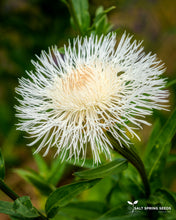 Load image into Gallery viewer, White Basket Flower (Centaurea americana)