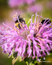 Load image into Gallery viewer, Wild Bergamot (Monarda fistulosa and didyma Lamiaceae)
