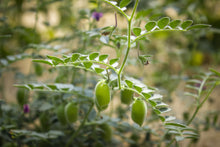 Load image into Gallery viewer, Black Kabuli Chickpea Seeds
