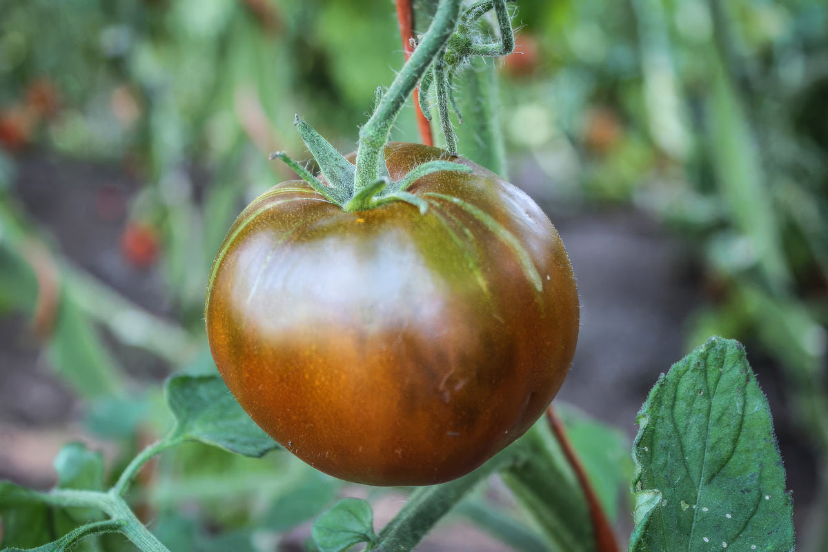 Black Prince Tomato Seeds, Organic & Heirloom