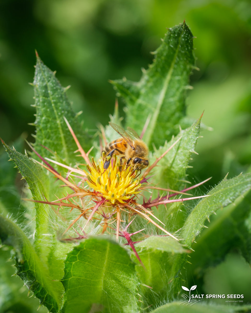 thistle seeds to plant Blessed Thistle Seeds, Organic & Heirloom