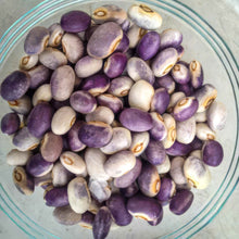 Load image into Gallery viewer, Blooming Prairie Bush Snap Bean Seeds