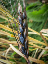 Load image into Gallery viewer, Blue Tinge Ethiopian Wheat Seeds