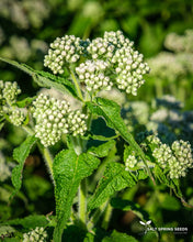 Load image into Gallery viewer, Boneset / Thoroughwort Seeds