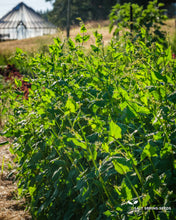 Load image into Gallery viewer, Tartary Buckwheat (Fagopyrum tartarica)
