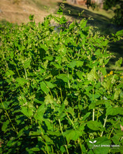 Load image into Gallery viewer, Tartary Buckwheat (Fagopyrum tartarica)