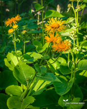 Load image into Gallery viewer, Buphthalmum (Buphthalmum speciosum syn Telekia speciosa)