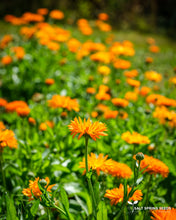 Load image into Gallery viewer, Radio Calendula