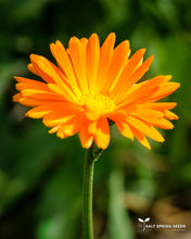 Load image into Gallery viewer, Radio Calendula