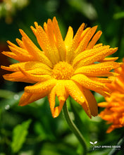 Load image into Gallery viewer, Radio Calendula