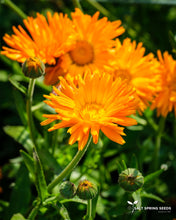 Load image into Gallery viewer, Radio Calendula