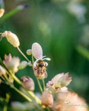 Load image into Gallery viewer, Bladder Campion (Silene vulgaris)
