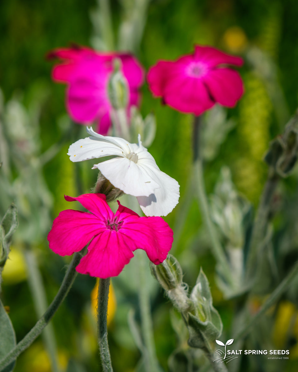 Rose Campion Seeds, Organic & Heirloom