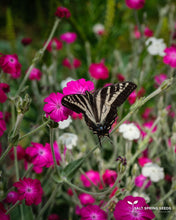 Load image into Gallery viewer, Rose Campion