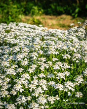 Load image into Gallery viewer, White Candytuft Seeds