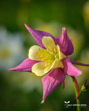 Load image into Gallery viewer, Columbine - McKana Giant Mix