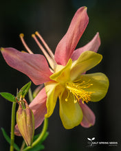 Load image into Gallery viewer, Columbine - McKana Giant Mix