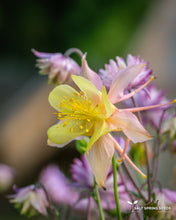 Load image into Gallery viewer, Columbine - McKana Giant Mix