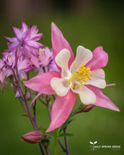 Load image into Gallery viewer, Columbine - McKana Giant Mix