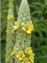 Load image into Gallery viewer, Common Mullein Seeds