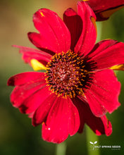Load image into Gallery viewer, Cinnamon Dyer's Coreopsis (Coreopsis tinctoria)