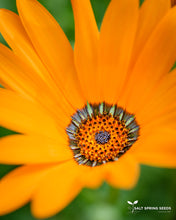 Load image into Gallery viewer, African Daisy (Dimorphotheca Aurantiaca)