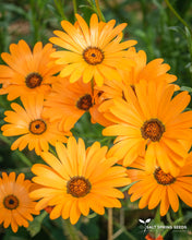 Load image into Gallery viewer, African Daisy (Dimorphotheca Aurantiaca)