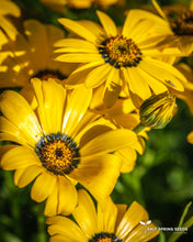 Load image into Gallery viewer, African Daisy (Dimorphotheca Aurantiaca)