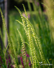 Load image into Gallery viewer, Dyer's Weld