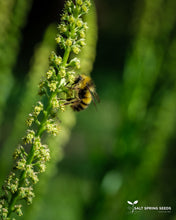 Load image into Gallery viewer, Dyer's Weld