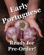 Load image into Gallery viewer, Early Portuguese Seed Garlic Bulbs