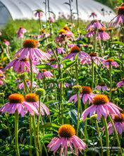 Load image into Gallery viewer, Echinacea Purpurea Seeds