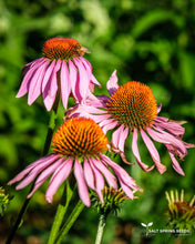 Load image into Gallery viewer, Echinacea Purpurea Seeds