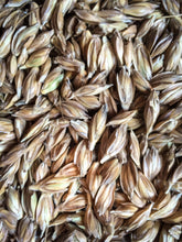 Load image into Gallery viewer, Emmer Wheat Seeds