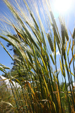 Load image into Gallery viewer, A Community Seed Kit 2026