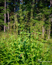 Load image into Gallery viewer, Figwort (Scrophularia nodosa)