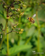 Load image into Gallery viewer, Figwort (Scrophularia nodosa)