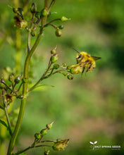 Load image into Gallery viewer, Figwort (Scrophularia nodosa)