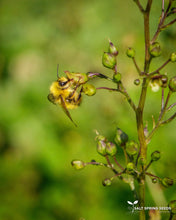 Load image into Gallery viewer, Figwort (Scrophularia nodosa)