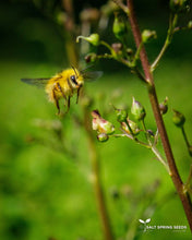 Load image into Gallery viewer, Figwort (Scrophularia nodosa)